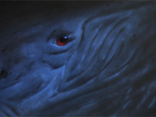 Wir Menschen sind mit den Walen verwand